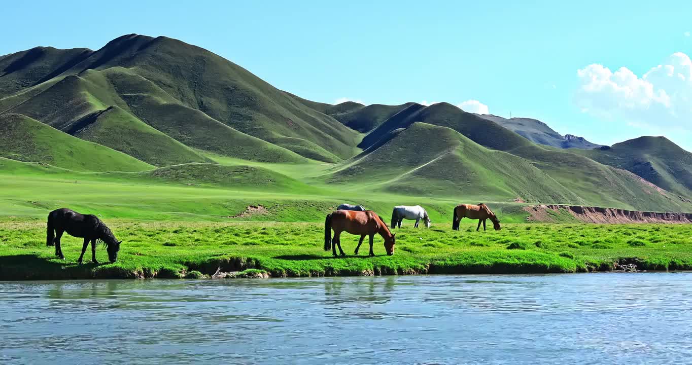 河边上吃草的马群视频购买